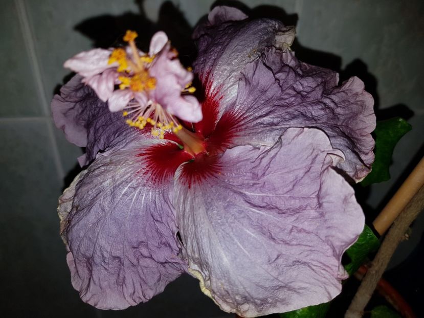  - HIBISCUS 2018