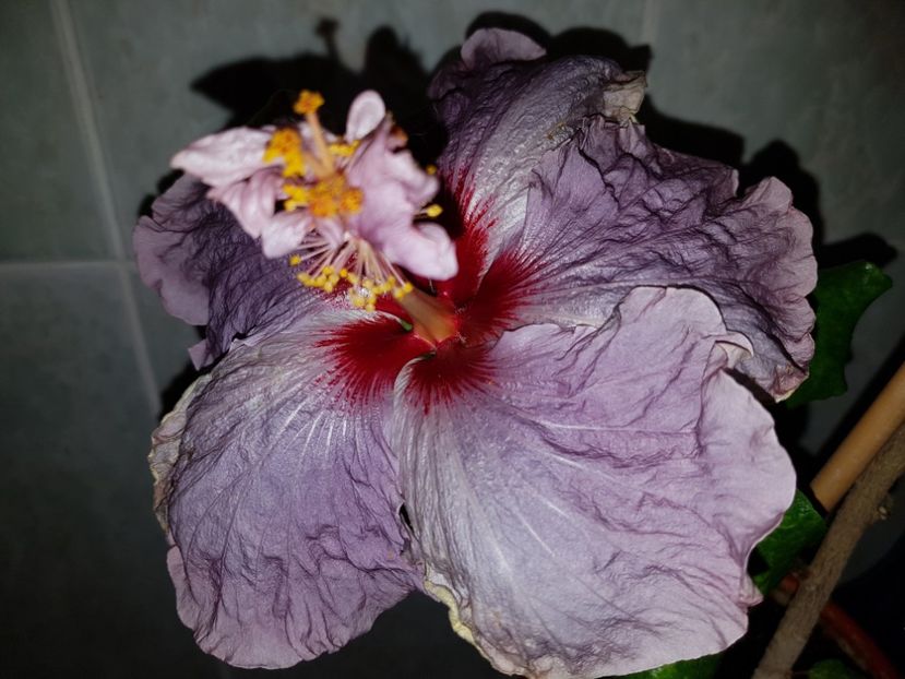  - HIBISCUS 2018