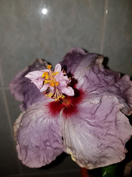  - HIBISCUS 2018