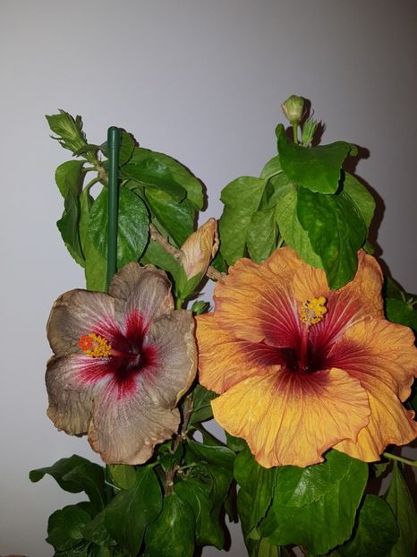  - HIBISCUS 2018