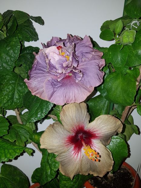  - HIBISCUS 2018