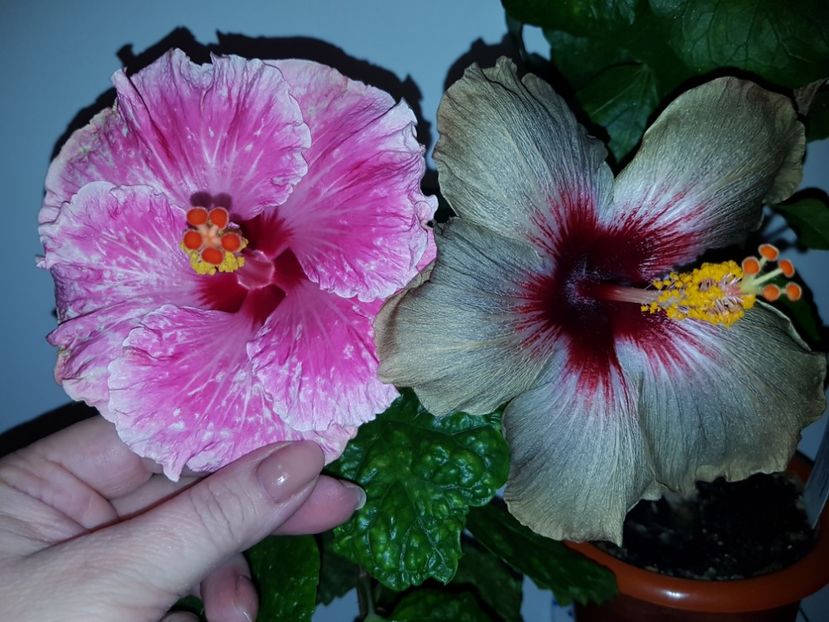  - HIBISCUS 2018