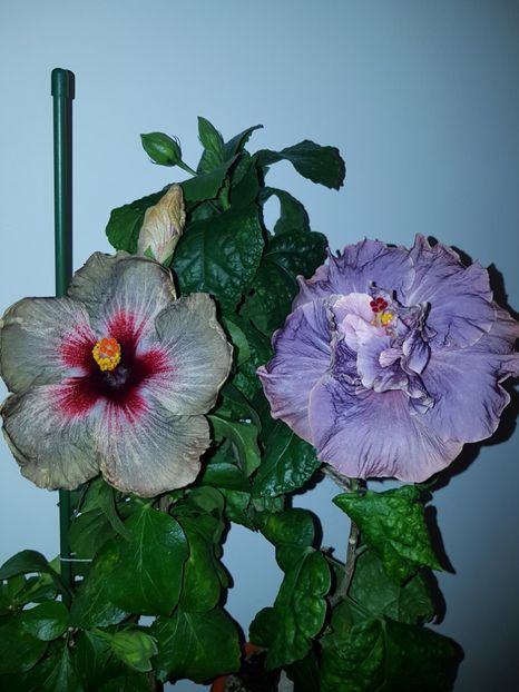  - HIBISCUS 2018