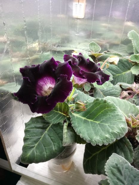 Nr. 2 - Gloxinii din semințele obținute de mine 2018-2019