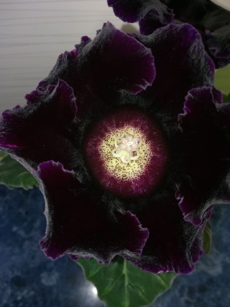 Nr.2 - Gloxinii din semințele obținute de mine 2018-2019