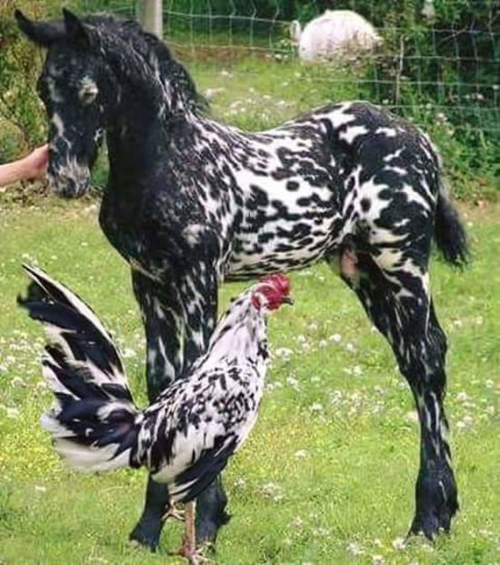 108442468_AUPGHIR - Animale in lume