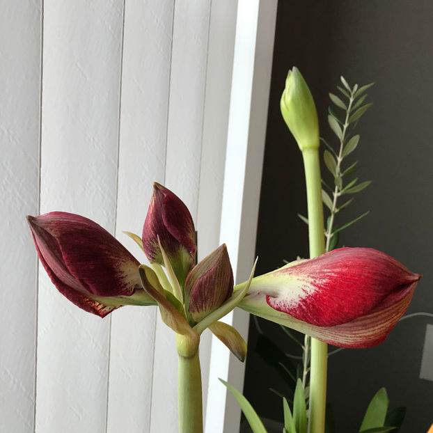  - 2018 Plante de interior