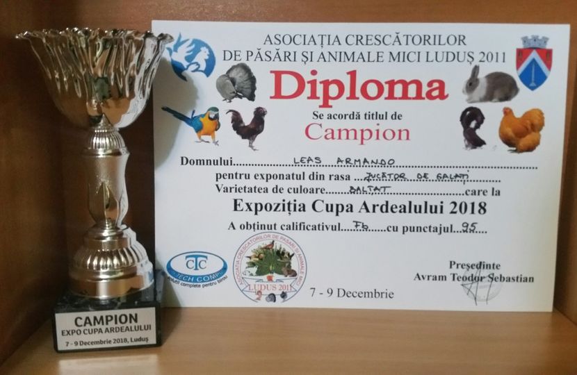 20181217_233831-1 - A- Cupe-Diplome-Medalii