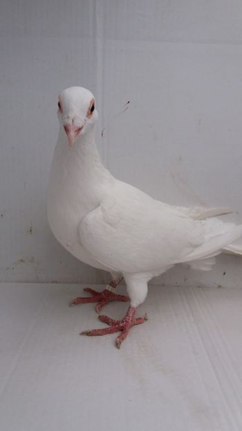 M 2018 vandut - De! voiajori vanduti