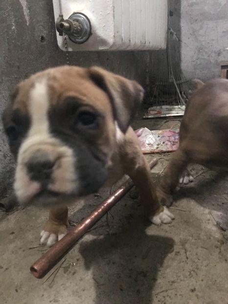 01077F68-4F31-49BA-9B4B-B1754B71FD0B - Lord mascul Boxer