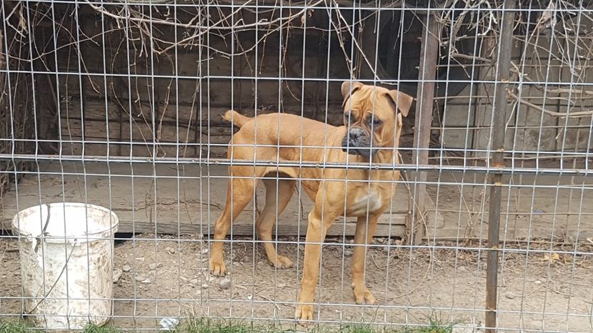 Mama - Lord mascul Boxer