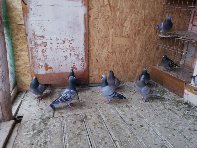  - 2018-12-10-Perioada tratamentelor de iarna