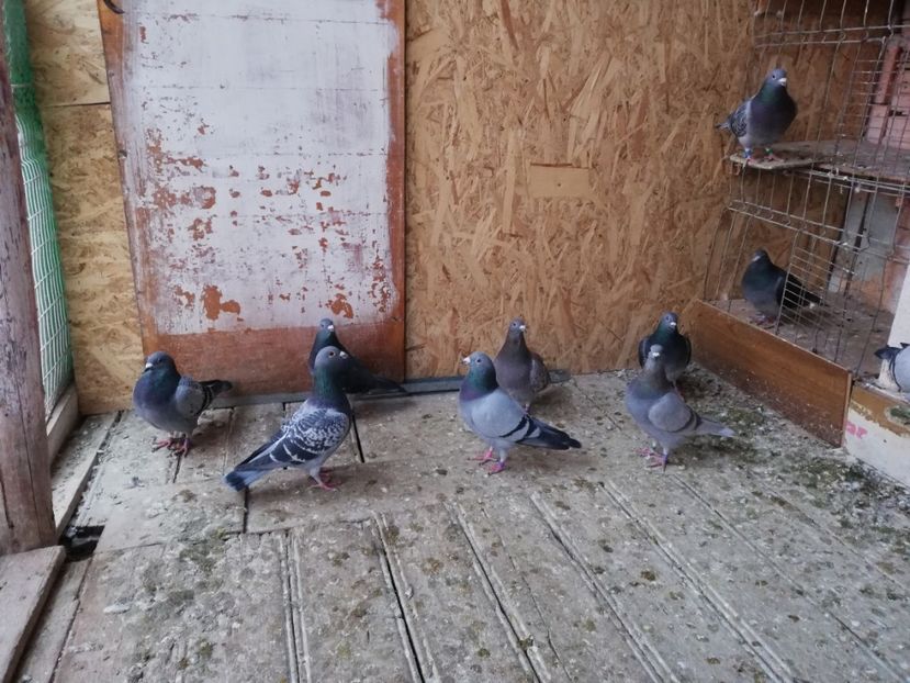  - 2018-12-10-Perioada tratamentelor de iarna