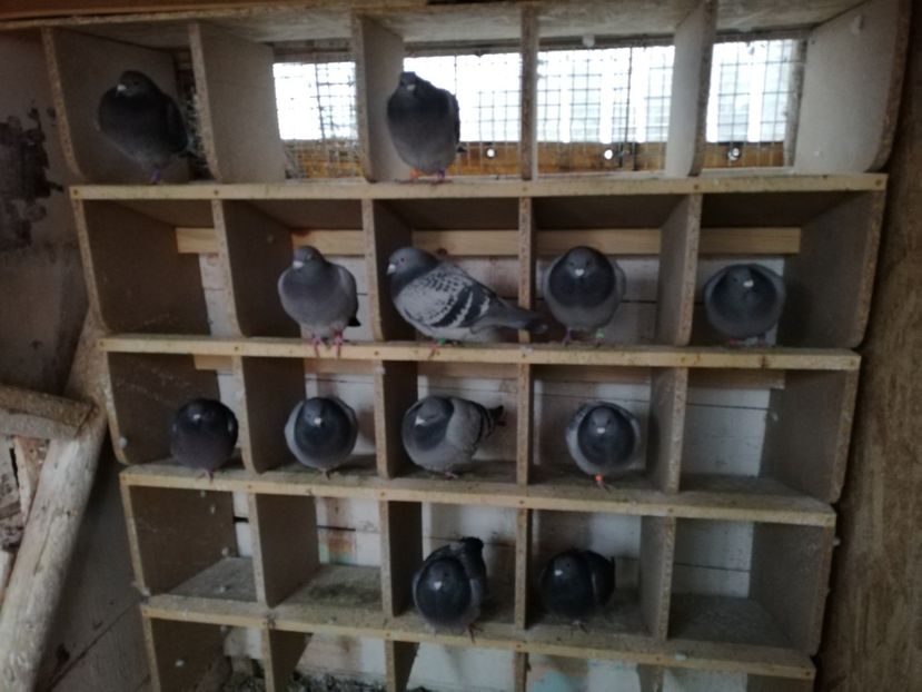  - 2018-12-10-Perioada tratamentelor de iarna