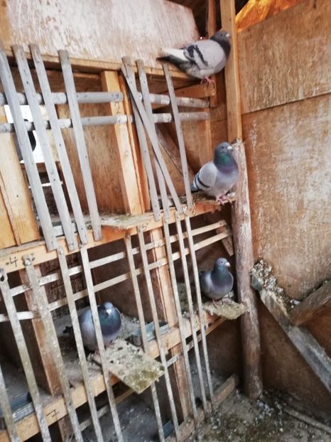  - 2018-12-10-Perioada tratamentelor de iarna