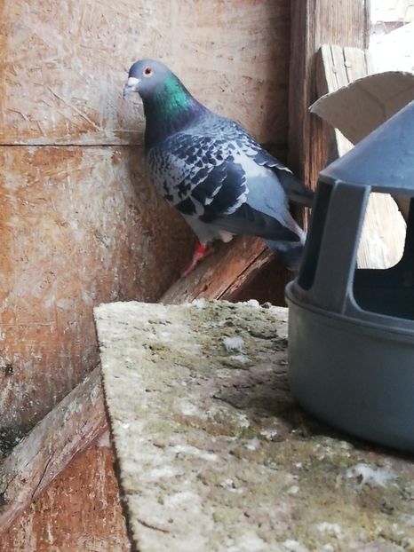  - 2018-12-10-Perioada tratamentelor de iarna