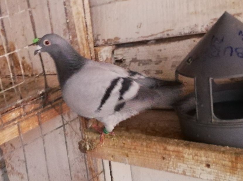  - 2018-12-10-Perioada tratamentelor de iarna