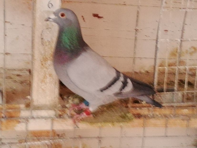  - 2018-12-10-Perioada tratamentelor de iarna