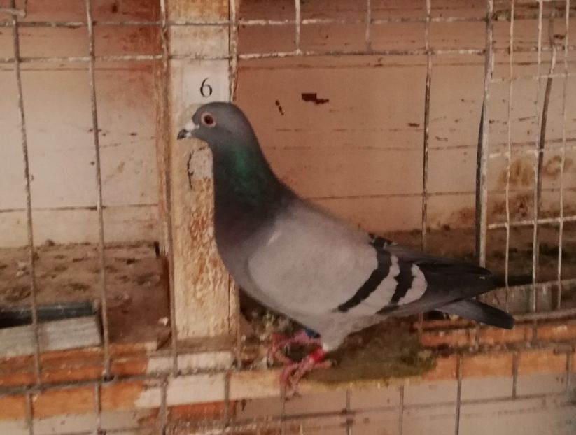  - 2018-12-10-Perioada tratamentelor de iarna