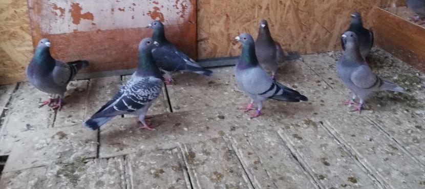  - 2018-12-10-Perioada tratamentelor de iarna