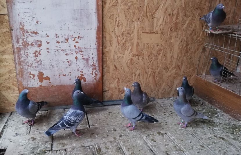  - 2018-12-10-Perioada tratamentelor de iarna