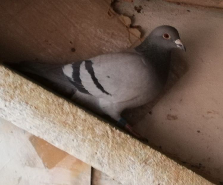  - 2018-12-10-Perioada tratamentelor de iarna