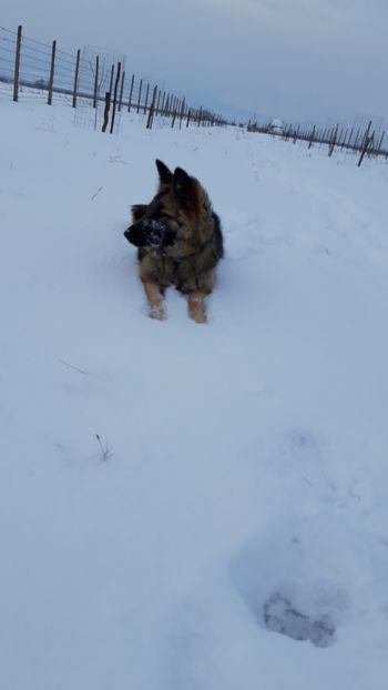  - Livada 1 anul I 2018