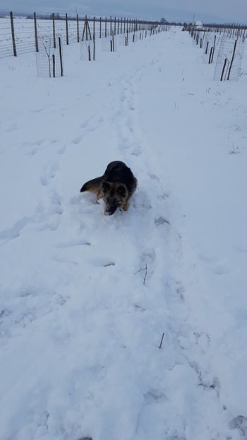  - Livada 1 anul I 2018