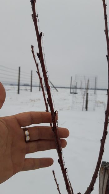  - Livada 1 anul I 2018