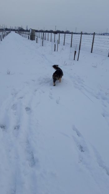  - Livada 1 anul I 2018