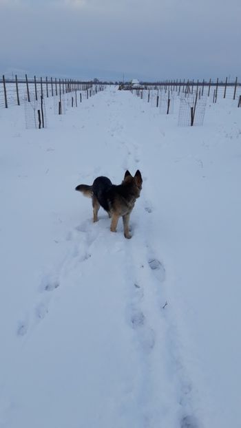  - Livada 1 anul I 2018