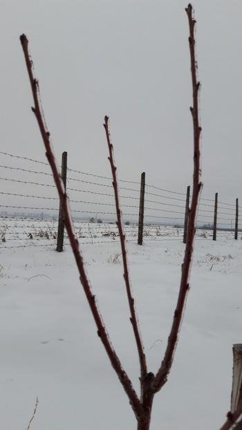  - Livada 1 anul I 2018