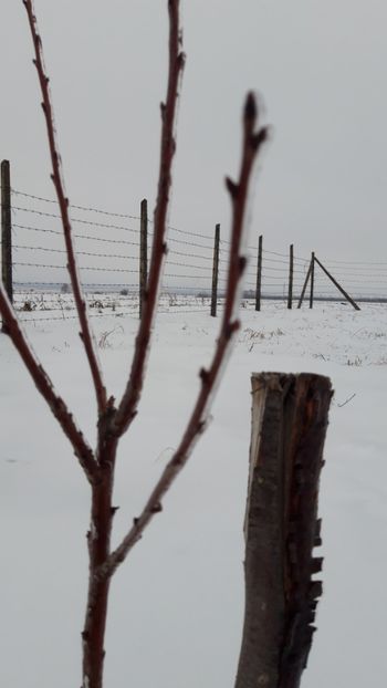  - Livada 1 anul I 2018