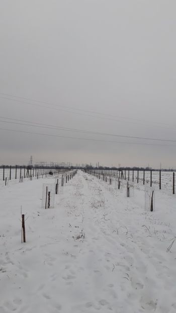  - Livada 1 anul I 2018