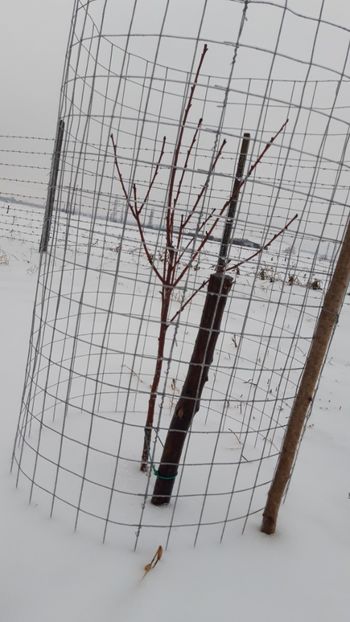  - Livada 1 anul I 2018