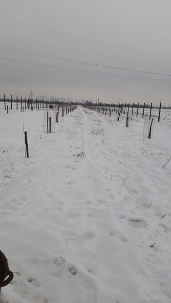  - Livada 1 anul I 2018