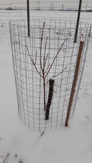  - Livada 1 anul I 2018