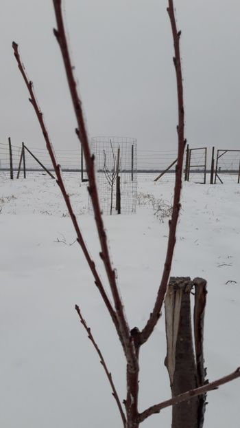  - Livada 1 anul I 2018