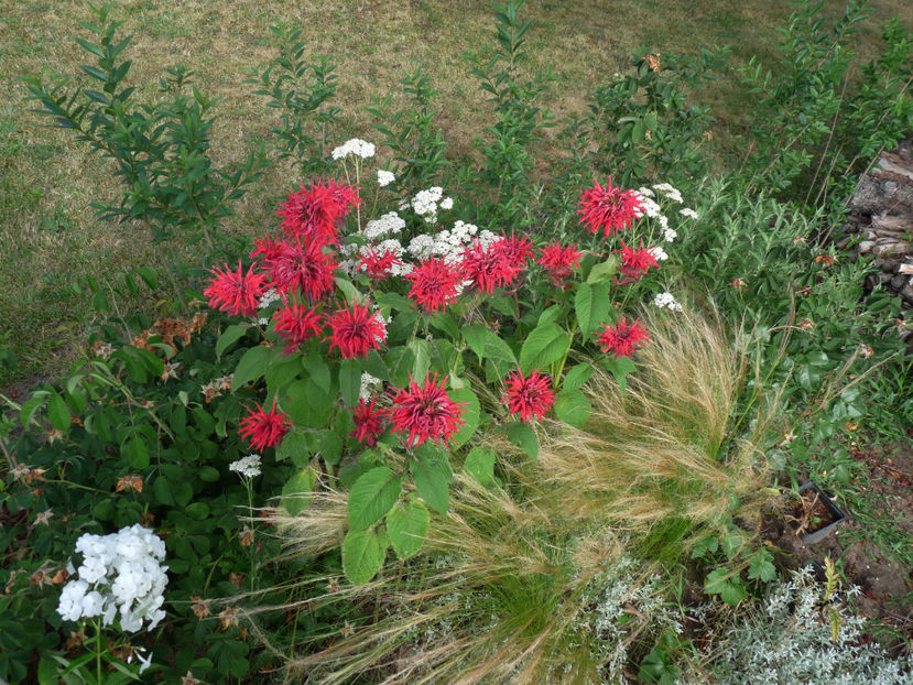  - Monarda