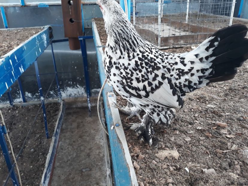  - Sectiunea 1A-Gaini mii de flori -oua si puisori!