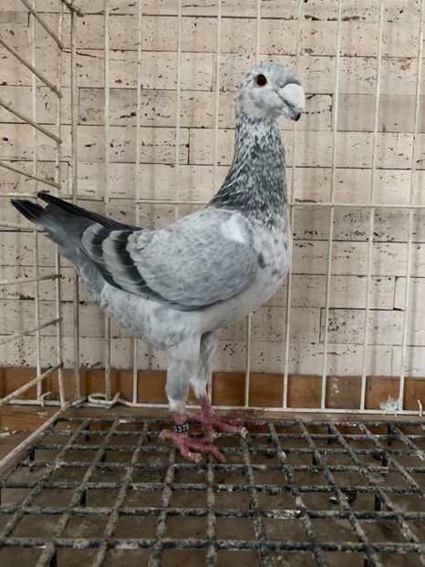 0:1  2016 - Achiziti pentru 2019