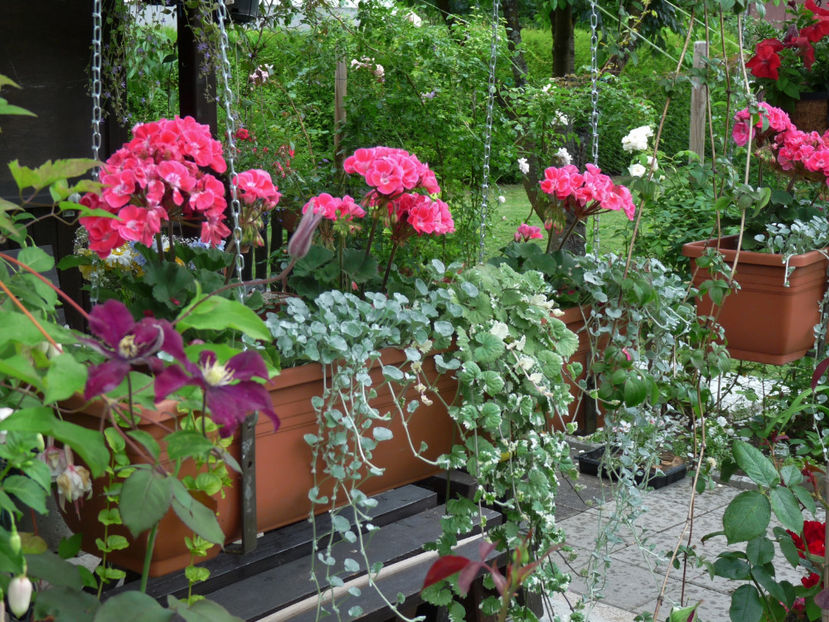  - Muscate - Pelargonium