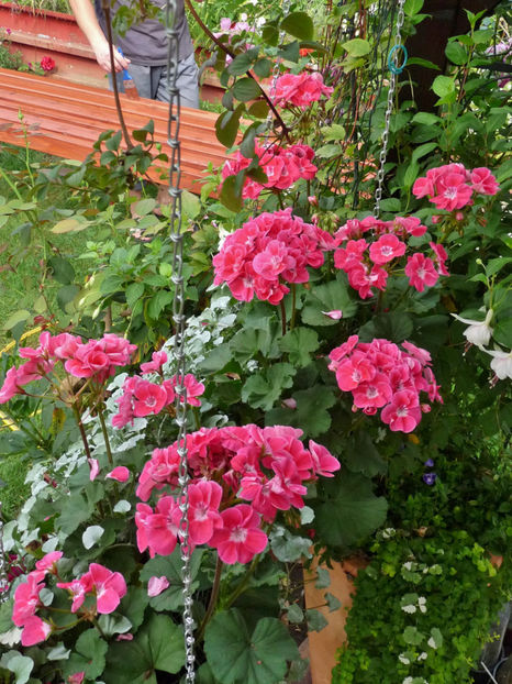 - Muscate - Pelargonium