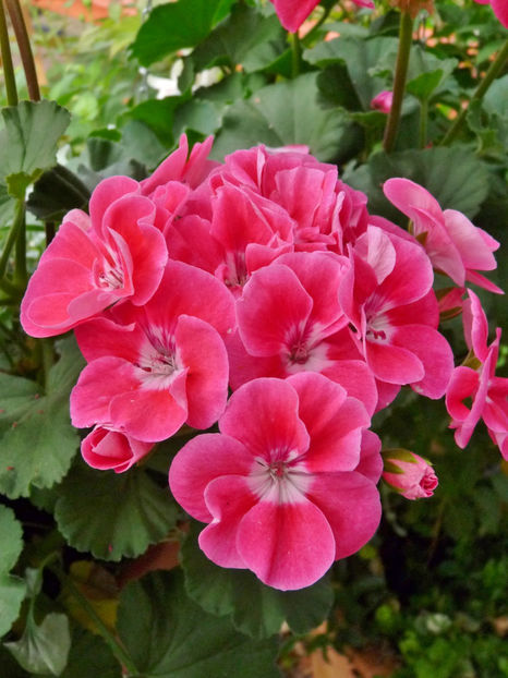  - Muscate - Pelargonium