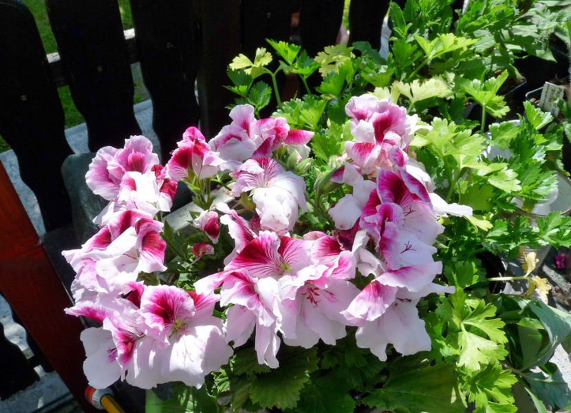  - Muscate - Pelargonium