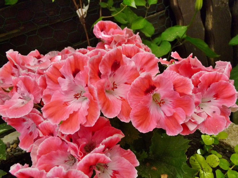  - Muscate - Pelargonium
