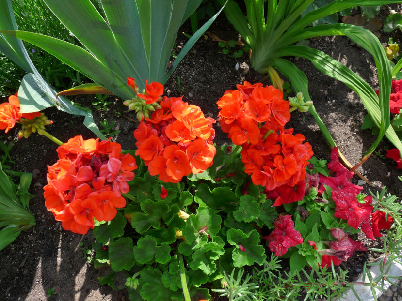  - Muscate - Pelargonium