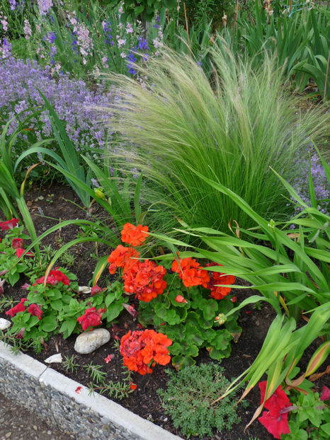  - Muscate - Pelargonium
