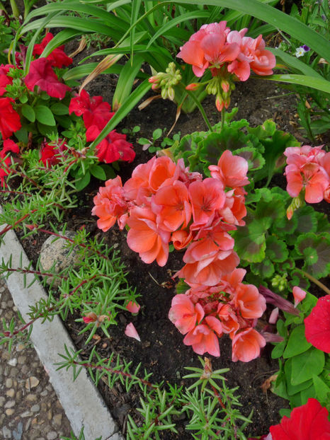  - Muscate - Pelargonium