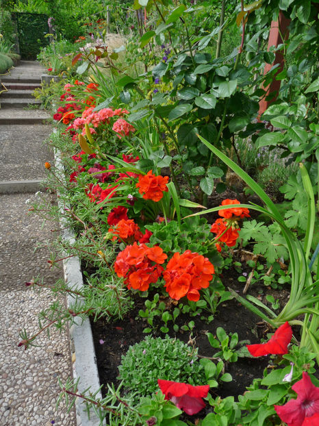 - Muscate - Pelargonium
